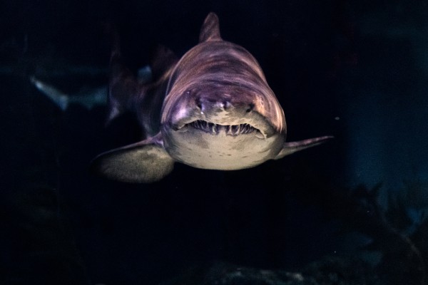 Scary Shark in pitch black waters - Photo by Wai Siew on Unsplash